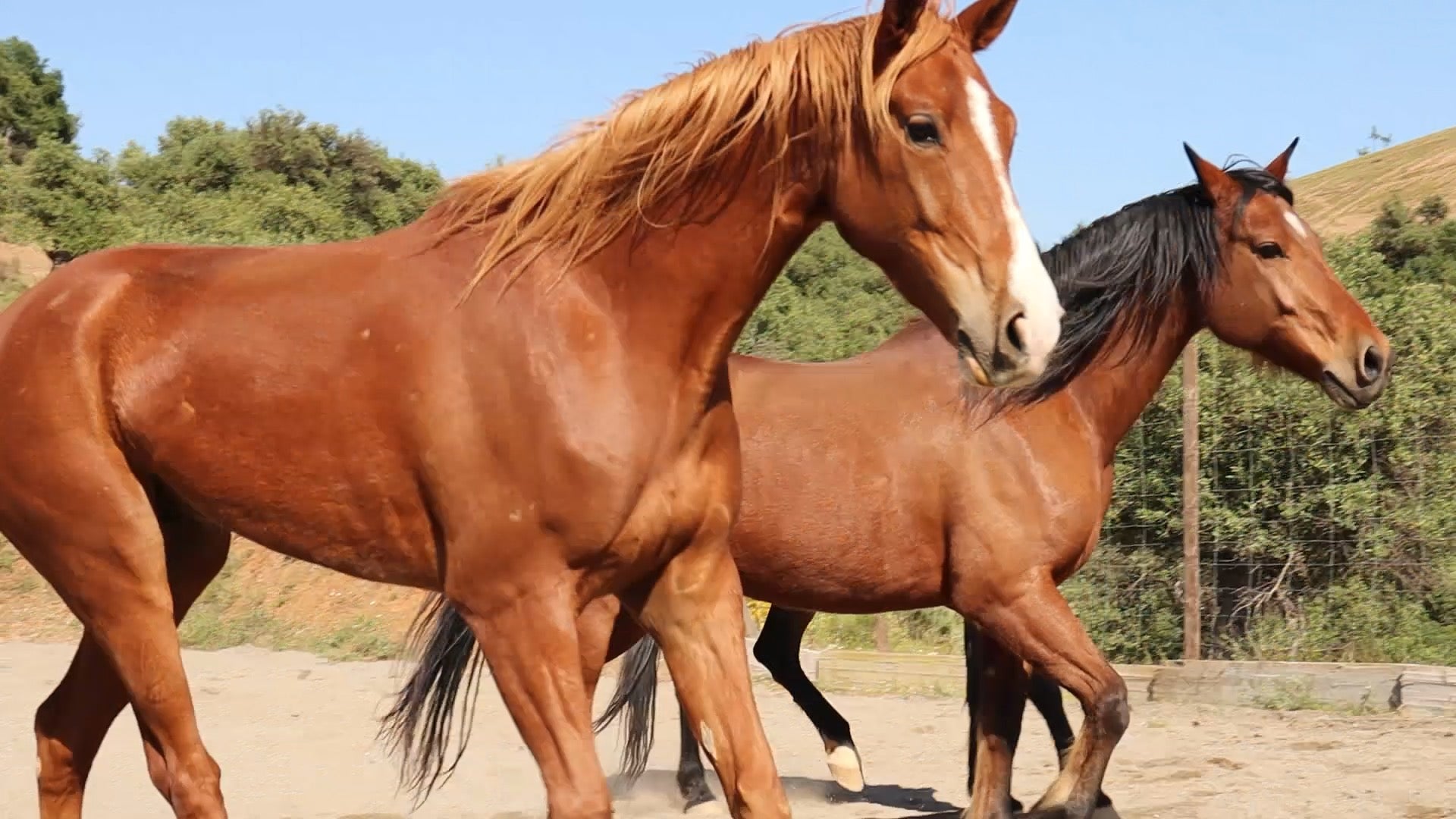 Dollar, Tsjango and Panuelo, the horses living at The Ridge