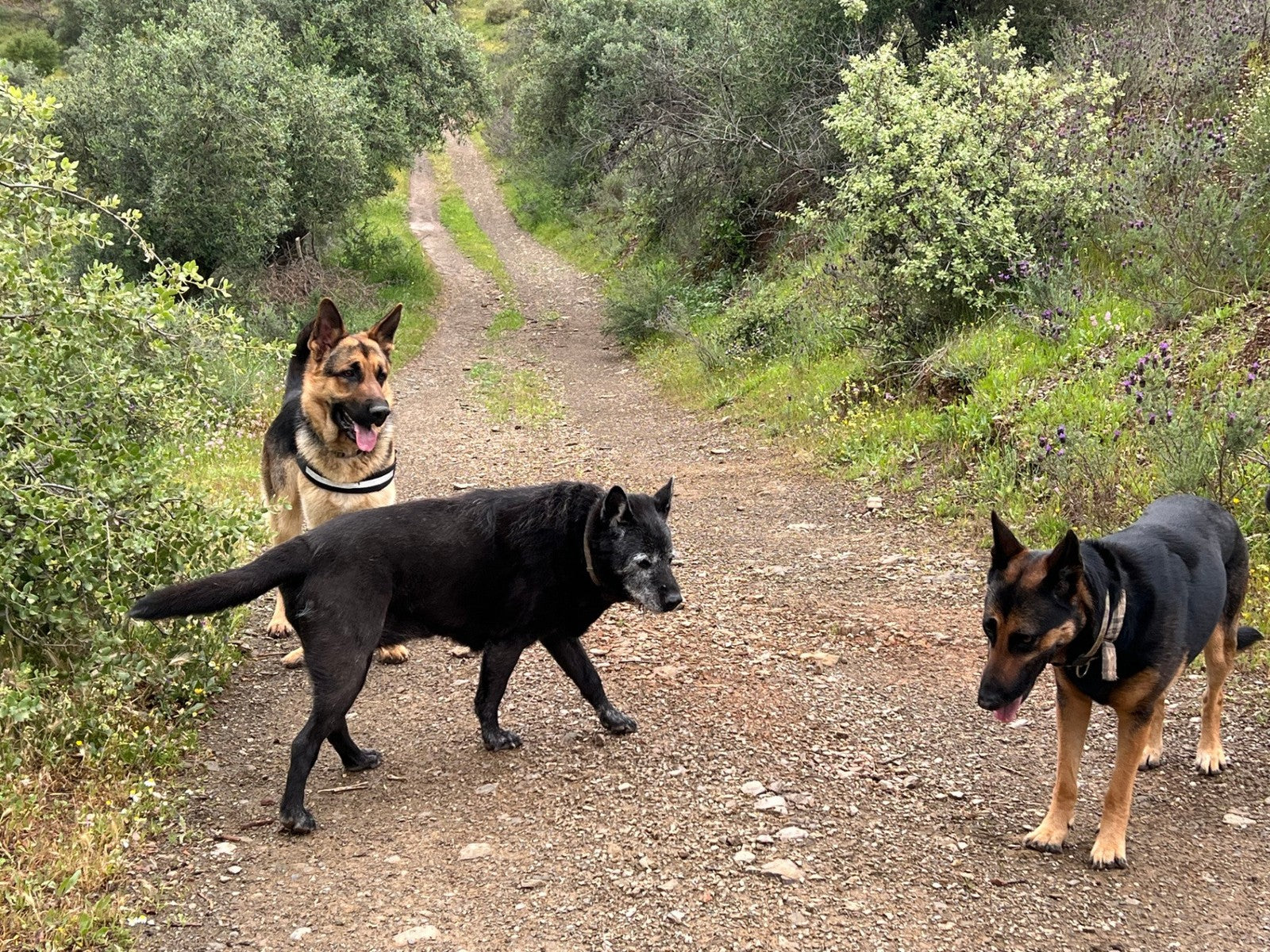 Three dogs walking along a trail at The Ridge